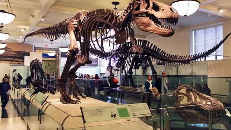 kebun-raya-bogor-museum-zoologi