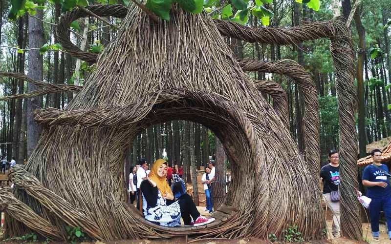 Pinus Pengger