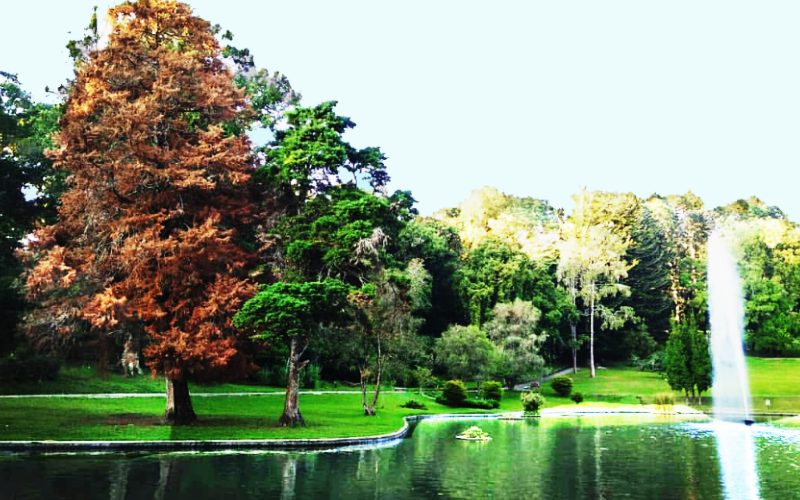 Kebun Raya Cibodas