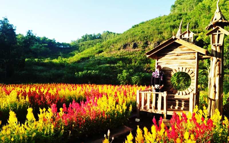 Taman Bunga Celosia