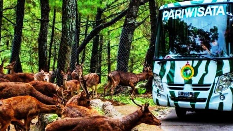 Taman Safari Prigen