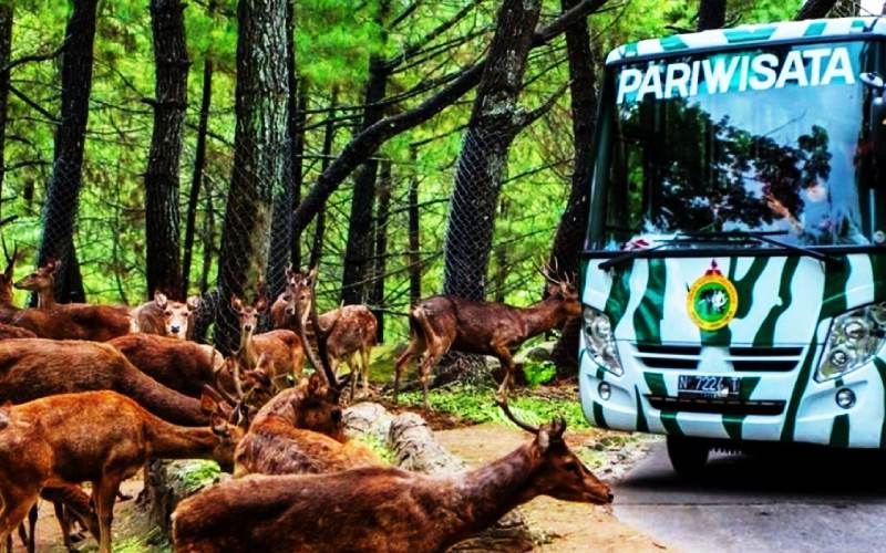 Taman Safari Prigen
