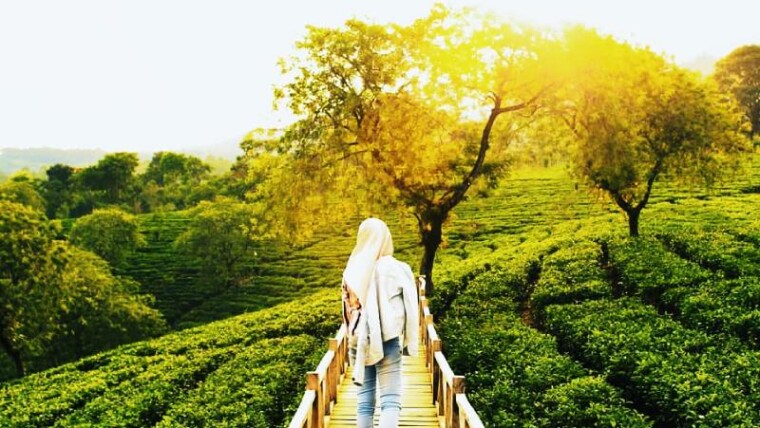 Kebun Teh Wonosari