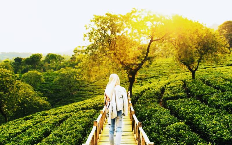 Kebun Teh Wonosari