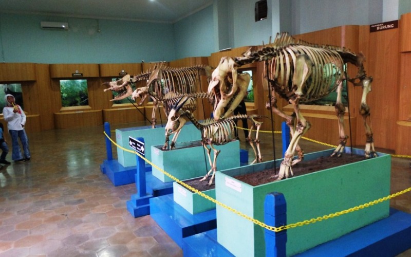Museum Zoologi