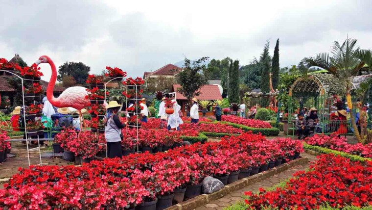 Taman Bunga Begonia Bandung